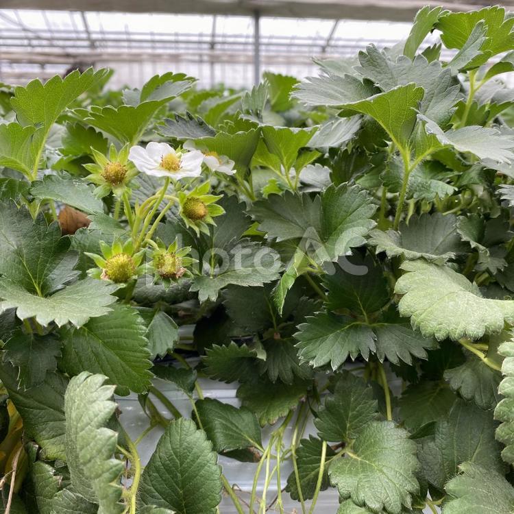 4月のいちごハウスの様子③ いちご,甘い,ビタミンの写真素材