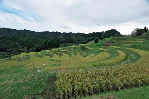 稲穂が実る千枚田(棚田) 稲穂が実る千枚田(棚田)の写真