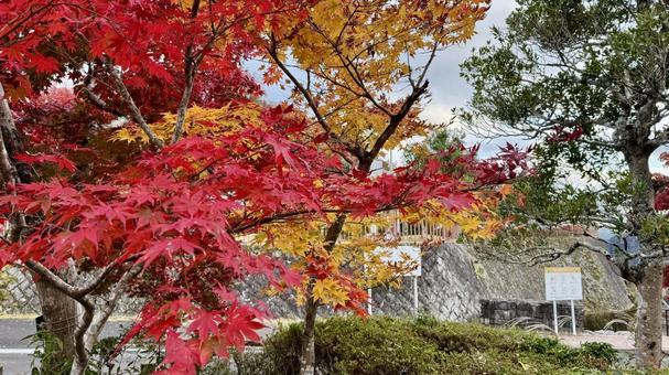 グラデーション 紅葉,秋,色付きの写真素材