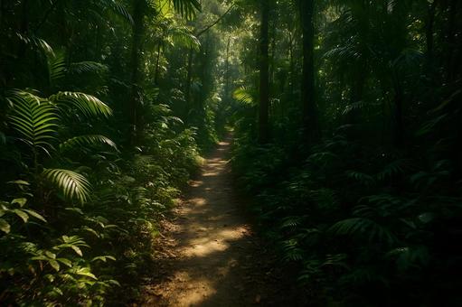 光差すジャングル小径の写真