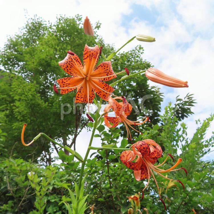 オニユリ（鬼百合） オニユリ,鬼百合,花の写真素材