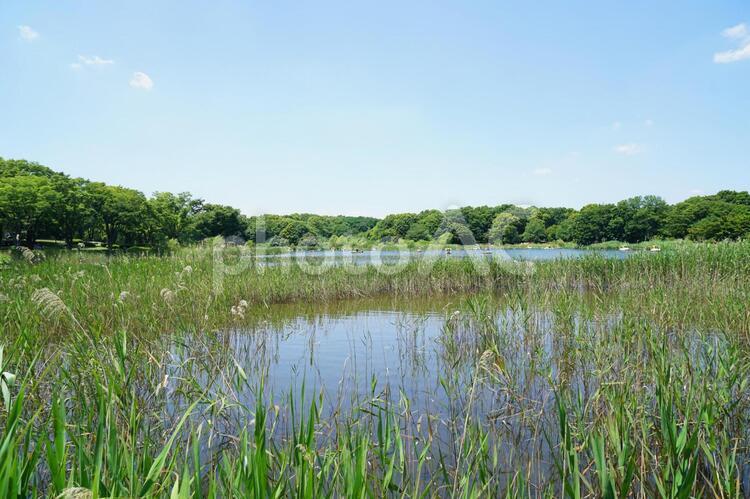 昭和記念公園 昭和記念公園,池,草の写真素材