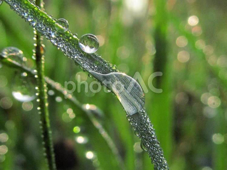 水滴と緑の葉と朝の光 水滴,すいてき,waterの写真素材