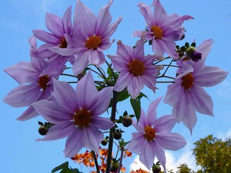 皇帝ダリアの花 皇帝ダリア,花,植物の写真素材