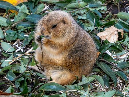 上野動物園のオグロプレーリードッグ 上野動物園のオグロプレーリードッグの写真