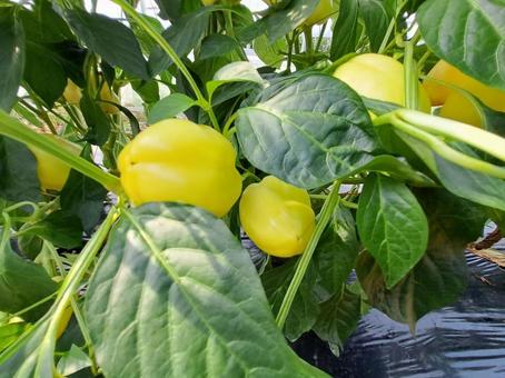 夏野菜黄色いピーマン 夏野菜黄色いピーマンの写真