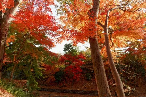 公園の紅葉 公園の紅葉 秋,紅葉,もみじの写真素材