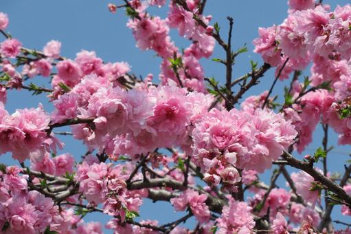 4月の晴れた空の下、ピンク色のハナモモ 4月の晴れた空の下、ピンク色のハナモモの写真