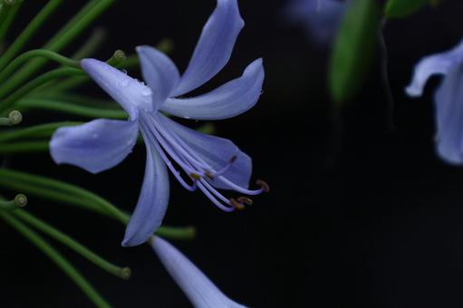 Photo, agapanthus, purple clam, murasaki kunsiran, 
