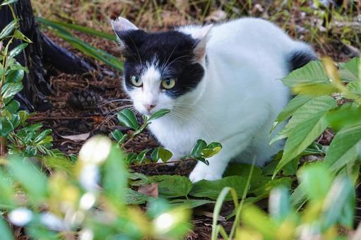 薮のなかの白黒猫 薮のなかの白黒猫の写真