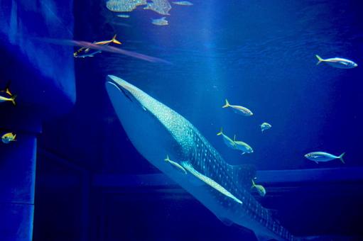 光を浴びて泳ぐジンベエザメ（海遊館） ジンベエザメ,ジンベイザメ,サメの写真素材