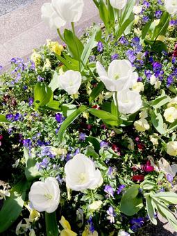 チューリップの写真