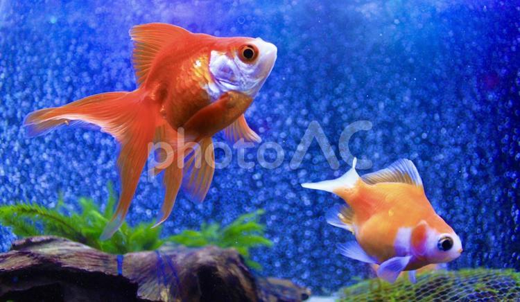 ちゅうりゅうとたまさば金魚 たまさば,金魚,綺麗の写真素材