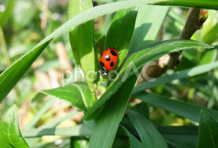 草にとまったテントウムシ 天道虫,昆虫,生き物の写真素材