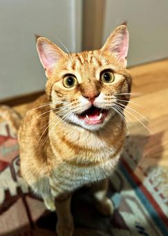 驚いた顔の猫 驚いた顔の猫 ネコ,ねこ,茶トラの写真素材