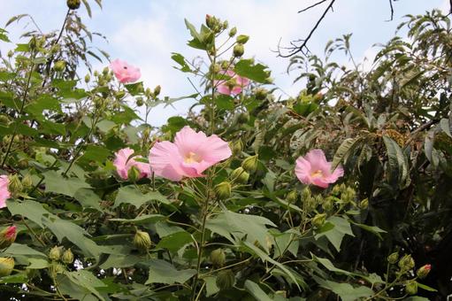 フヨウ・芙蓉の咲く風景の写真