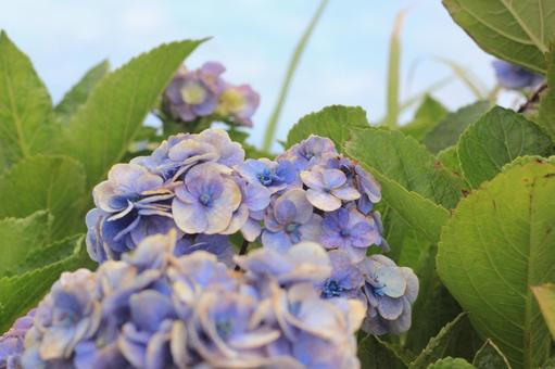 紫陽花 紫陽花の写真