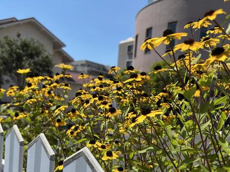 黄色いお花と白いフェンス 黄色いお花と白いフェンスの写真