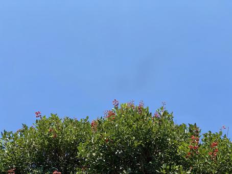 青空と赤い花の木 青空と赤い花の木の写真