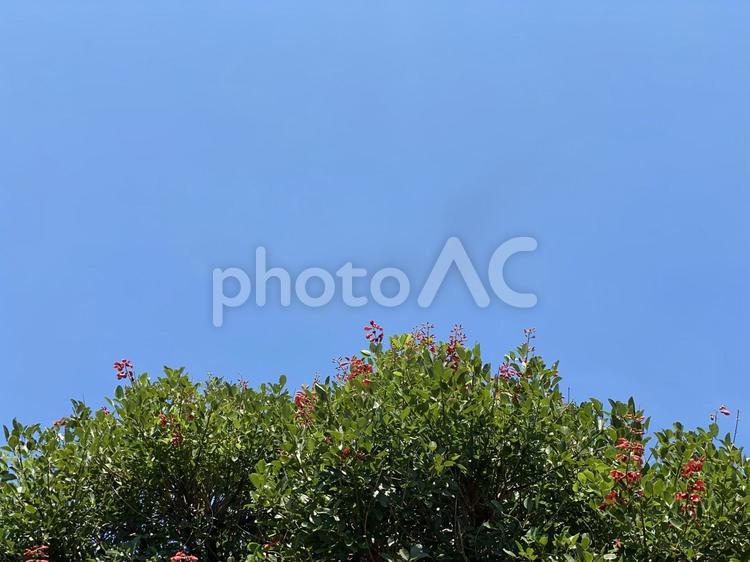 青空と赤い花の木 空,木,自然の写真素材