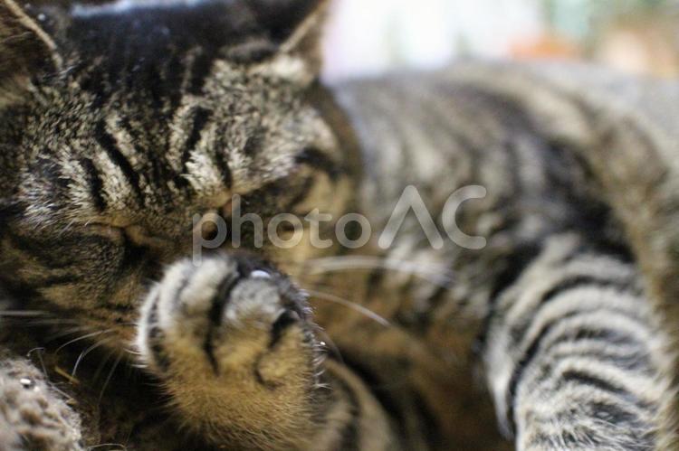 朝食後のチャコちゃん　その１９ リラックス,寝そべる,ねこの写真素材