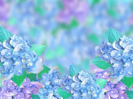 ライトブルーとパープルの紫陽花 ライトブルーとパープルの紫陽花の写真