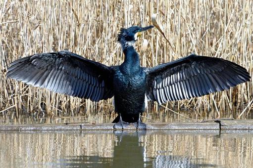 羽根を干すカワウ 羽根を干すカワウの写真