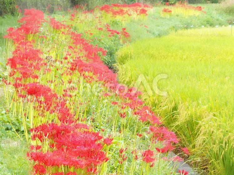 【彼岸花の写真】彼岸花が咲く風景 彼岸花,ヒガンバナ,ひがんばなの写真素材