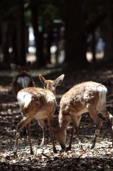 奈良公園シカ 奈良公園シカの写真