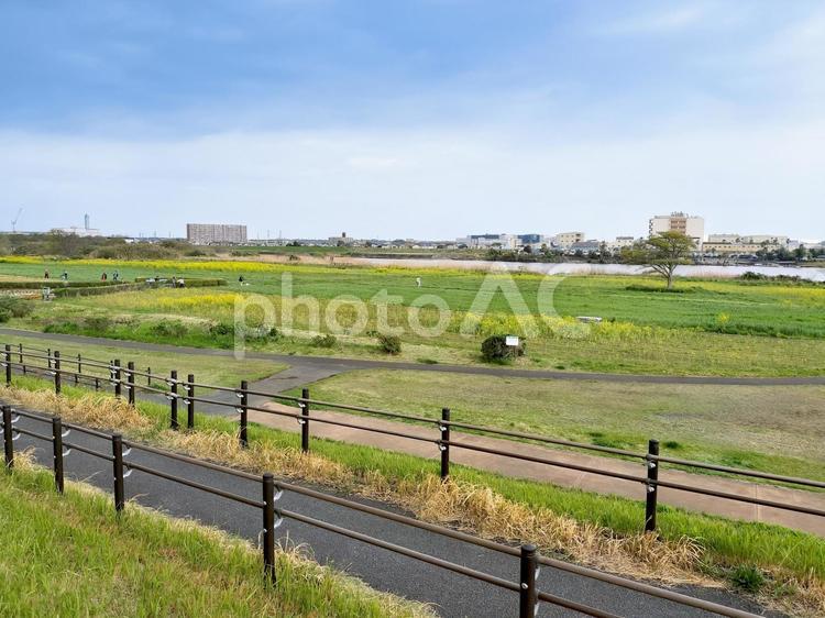 相模川河川敷の「イシックス馬入のお花畑」 イシックス馬入のお花畑,相模川,河川敷の写真素材