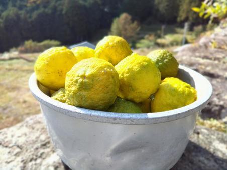 もぎたて柚子 Aの写真