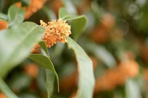 金木犀 金木犀 金木犀,秋,花の写真素材