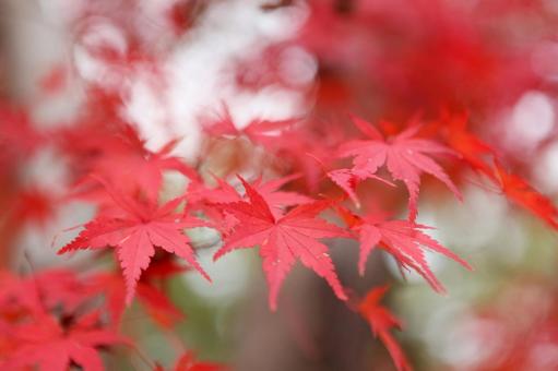 イロハモミジ 2013 05の写真