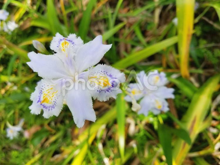 しゃが　アヤメ科　春の花 しゃが,アヤメ科,花の写真素材