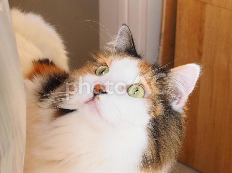 何かを見つける猫 猫,ネコ,ねこの写真素材