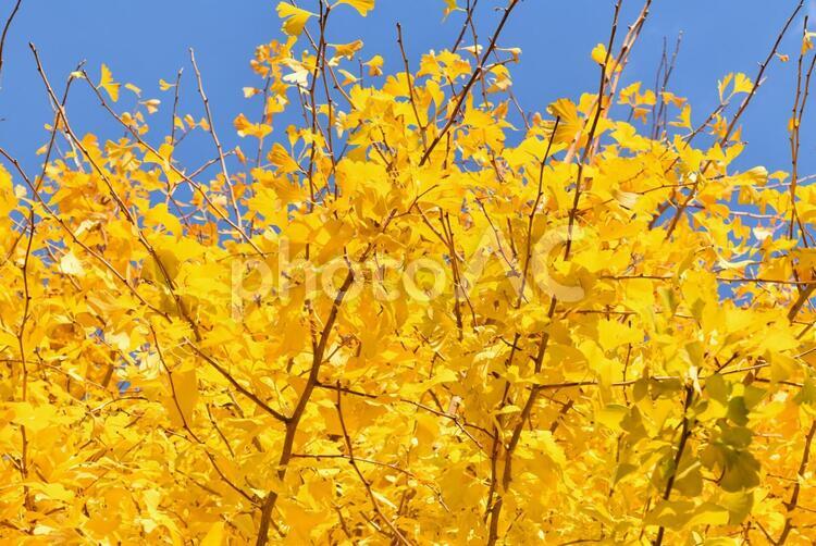 イチョウの木２ あおそら,あおぞら,あかるいの写真素材