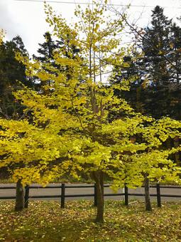 秋の公園の銀杏の木の写真
