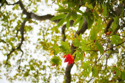 紅葉ハイキング 紅葉ハイキングの写真