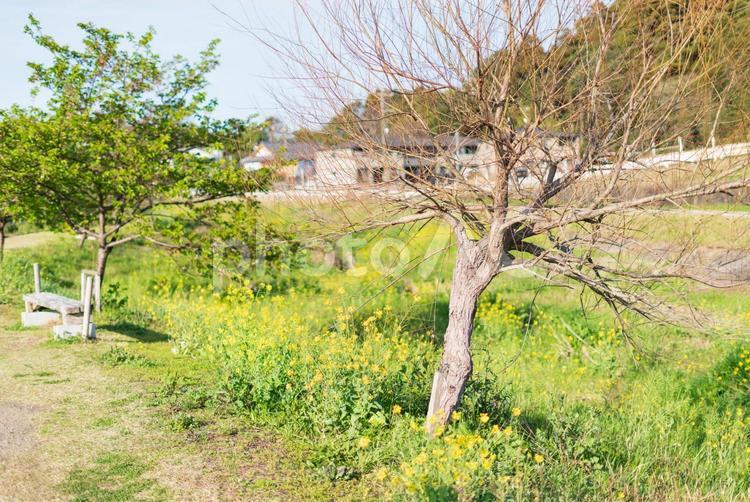 散歩道沿いの草木 木,景色,ネイチャーの写真素材