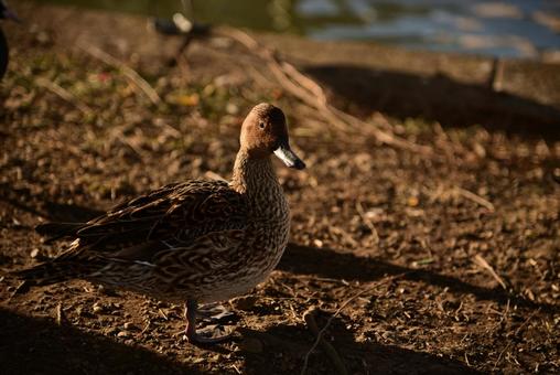 公園の鴨 公園の鴨の写真
