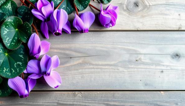 冬の花 シクラメン 冬の花 シクラメンの写真