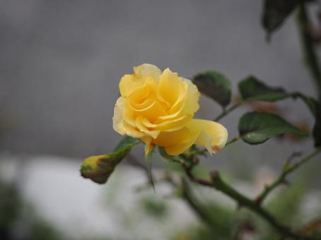 バラ園にて黄色い薔薇を撮影しましたの写真