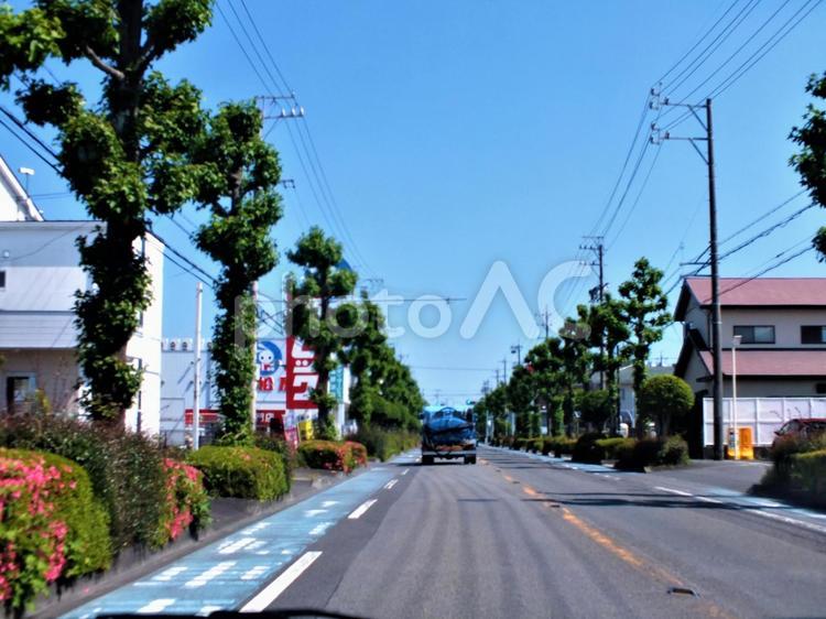両側の生き生きとした街路樹 街路樹,並木,木の写真素材