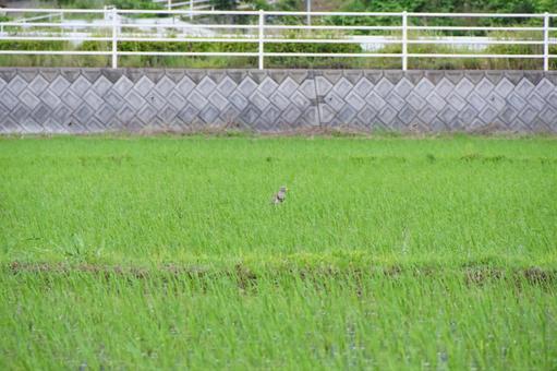 水田風景 水田風景の写真