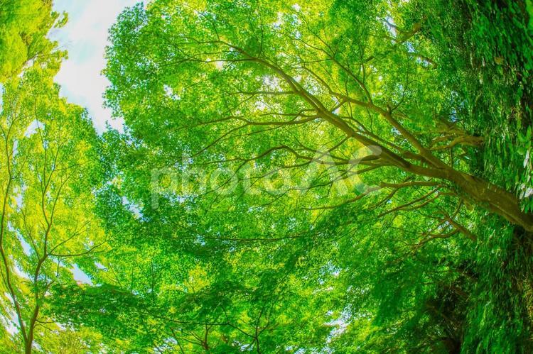 緑のもみじと青い空 もみじ,緑のもみじ,新緑の写真素材