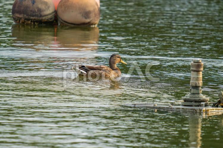 池を泳ぐマガモ マガモ,カモ,鴨の写真素材