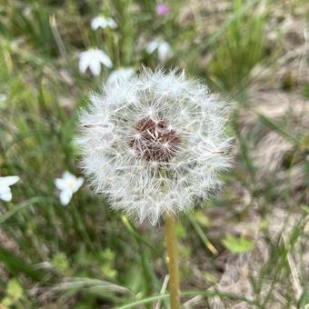 たんぽぽ（白）の写真