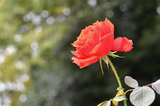 Red Rose, JPG Red Rose, JPG