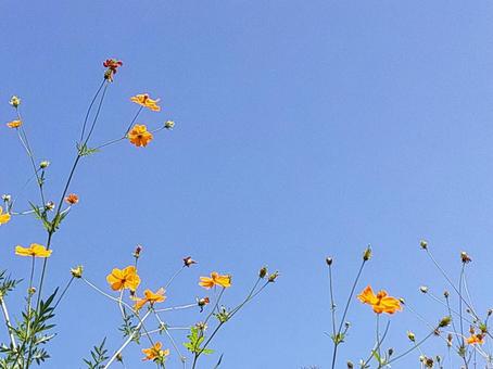 コスモスと青空 コスモスと青空の写真