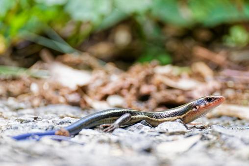 山道を歩くニホントカゲの幼体 山道を歩くニホントカゲの幼体の写真